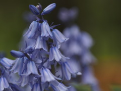 ツリガネスイセン