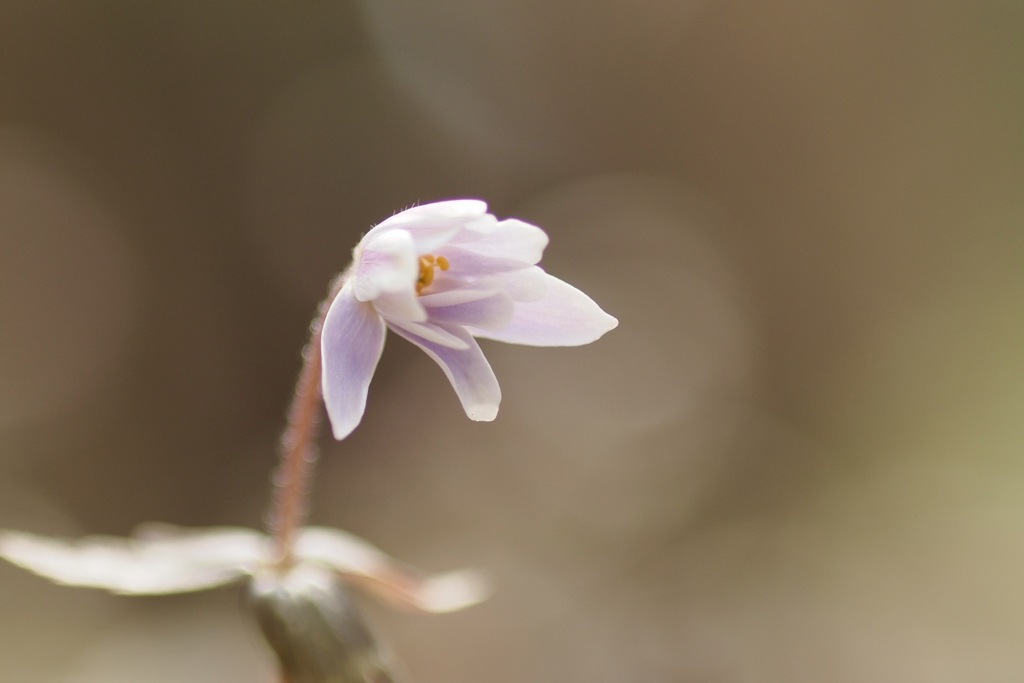 ユキワリイチゲ