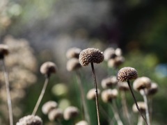 モナルダ　夏が過ぎて