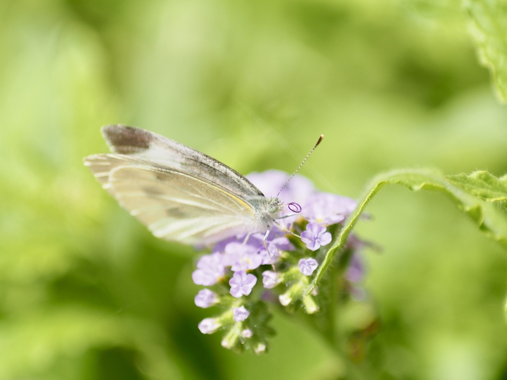 パープルな口吻