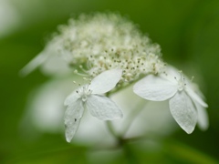 紫陽花　白