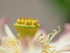 花托
