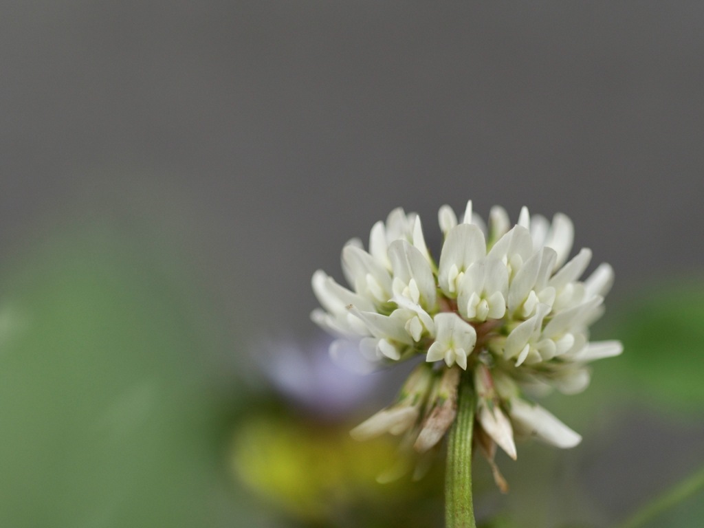 四つ葉は見つからず