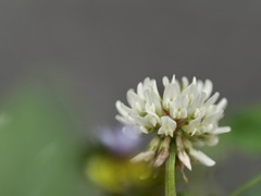 四つ葉は見つからず