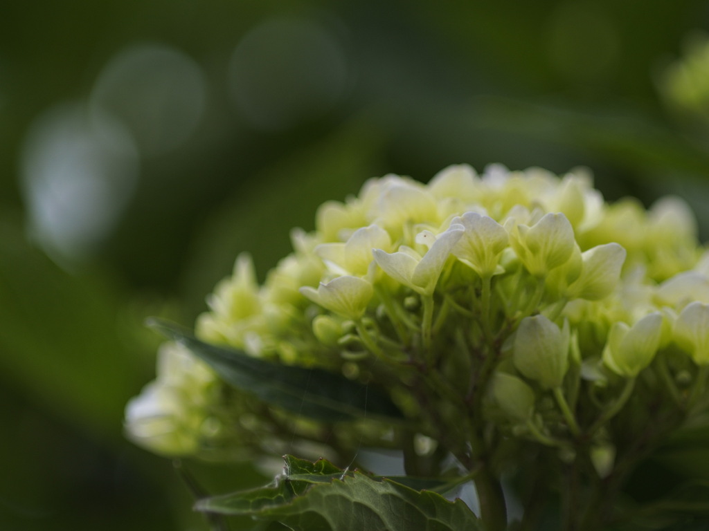 よそ様のお庭から拝借