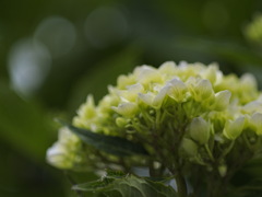 よそ様のお庭から拝借