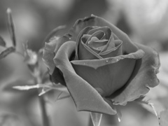 ベルベットな薔薇