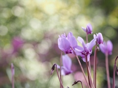 シクラメンのかほり