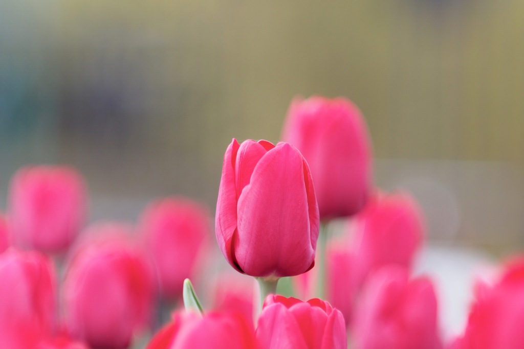 アイスチューリップ