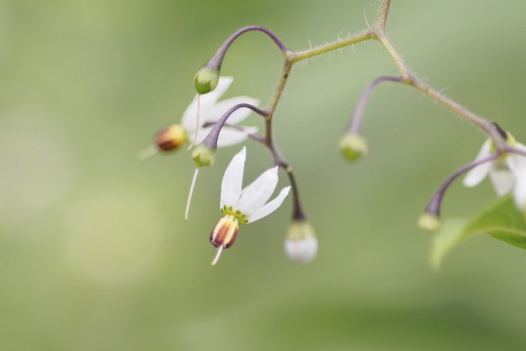 ヒヨドリジョウゴ