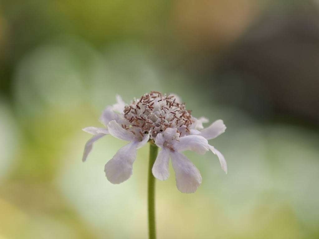 温室にて　マツムシソウ