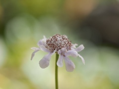 温室にて　マツムシソウ