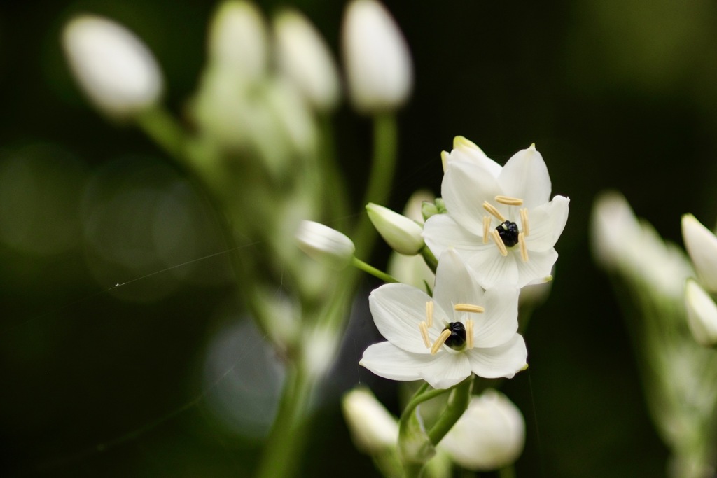 オオニソガラム　アラビカム