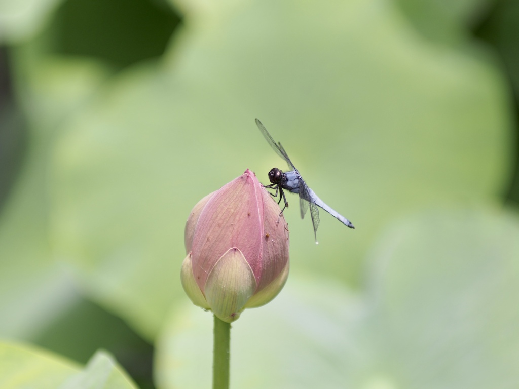 シオカラトンボ