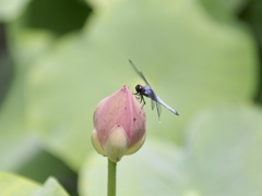 シオカラトンボ