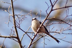 初めてのエナガ君