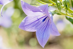 花言葉は「変わらぬ愛」