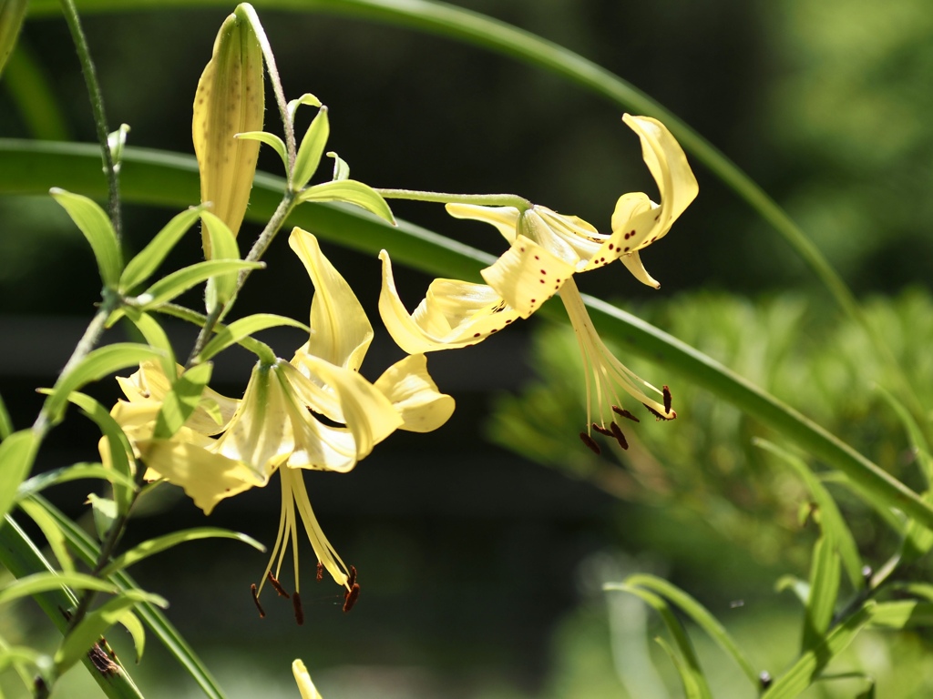 オウゴンオニユリ