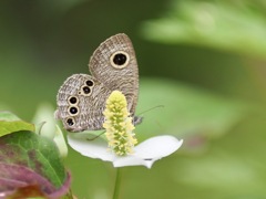 ヒメウラナミジャノメ
