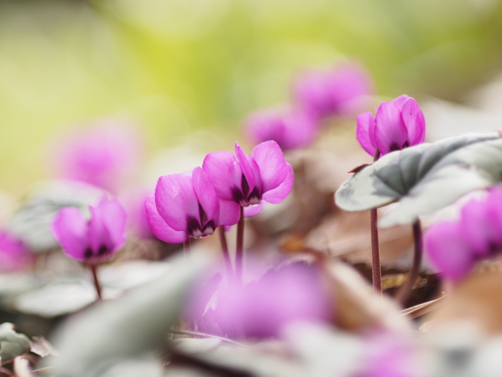 原種　シクラメン