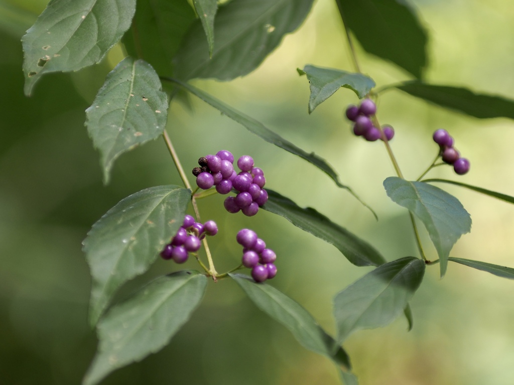 ムラサキシキブ