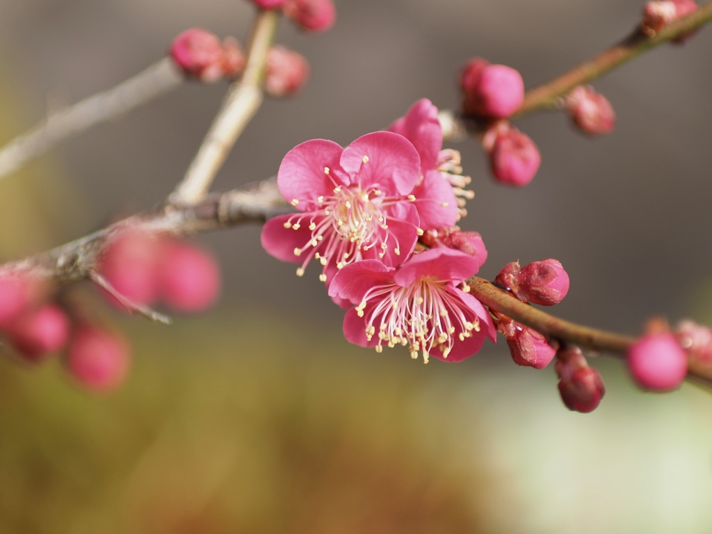 早春の草花展　紅梅