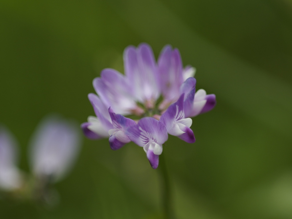 里のれんげ畑から