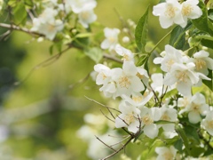 セイヨウバイカウツギ