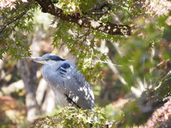 紅葉と青鷺君