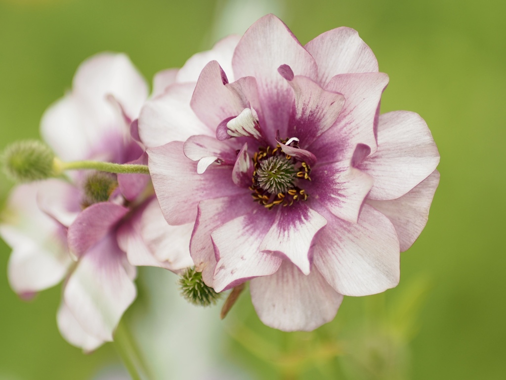 ラナンキュラス