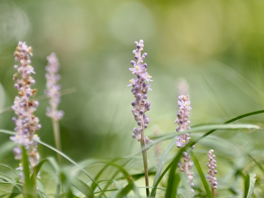 道端にひっそりと