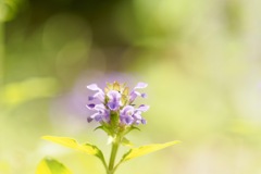 タテヤマウツボグサ