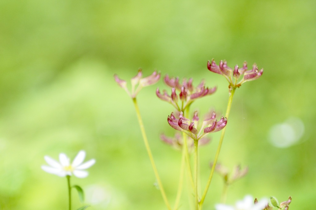 セリバオウレンの種鞘