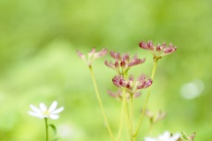 セリバオウレンの種鞘