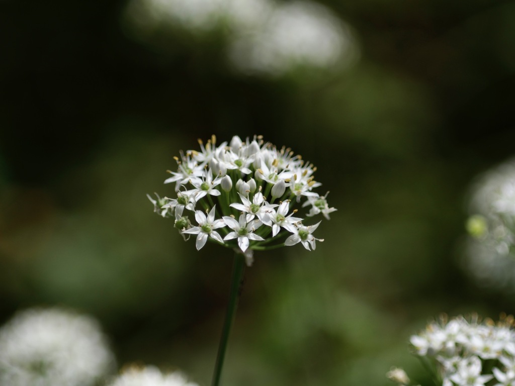 ニラの花