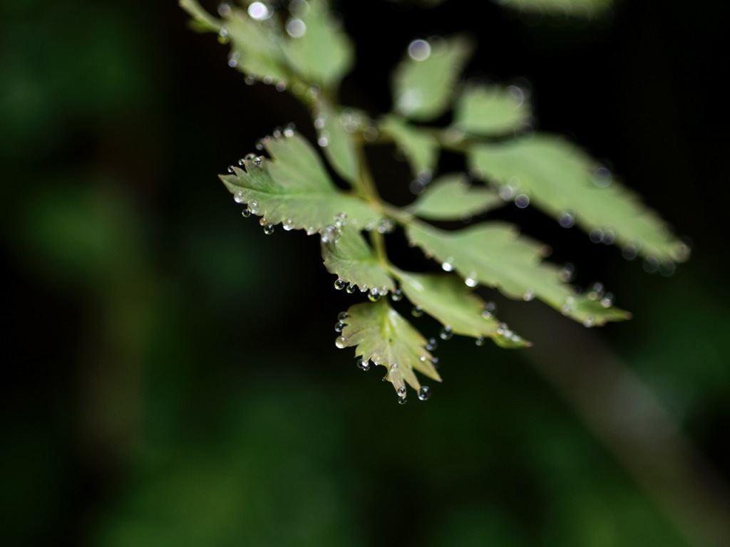 雨の鞍馬山