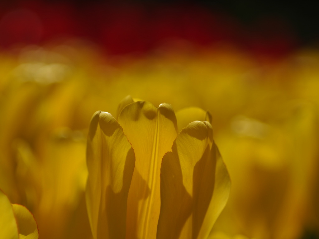 チューリップ畑