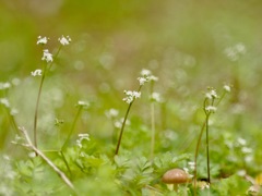 足もとのメルヘン