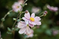 シユウメイギク