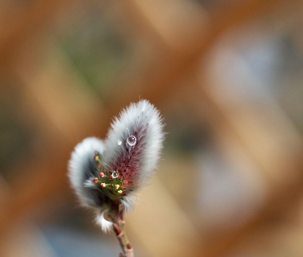 ネコヤナギ　　春に向けて