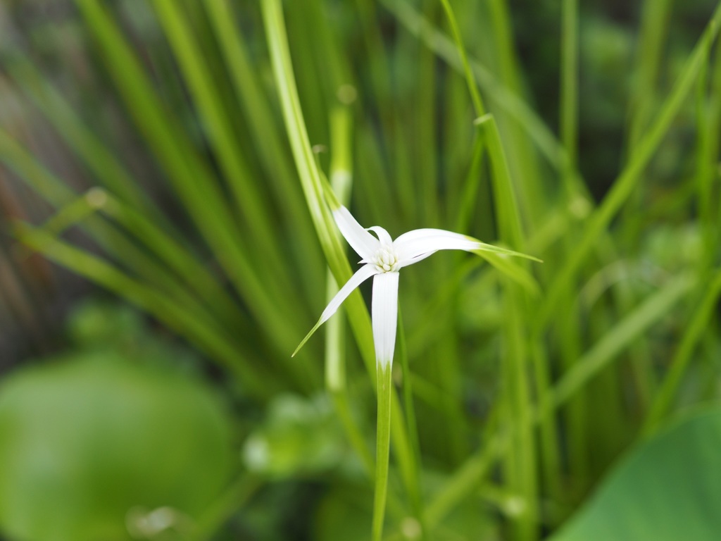 職場の屋上に咲くシラサギカヤツリ