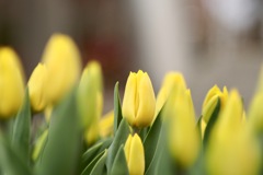 アイスチューリップ2