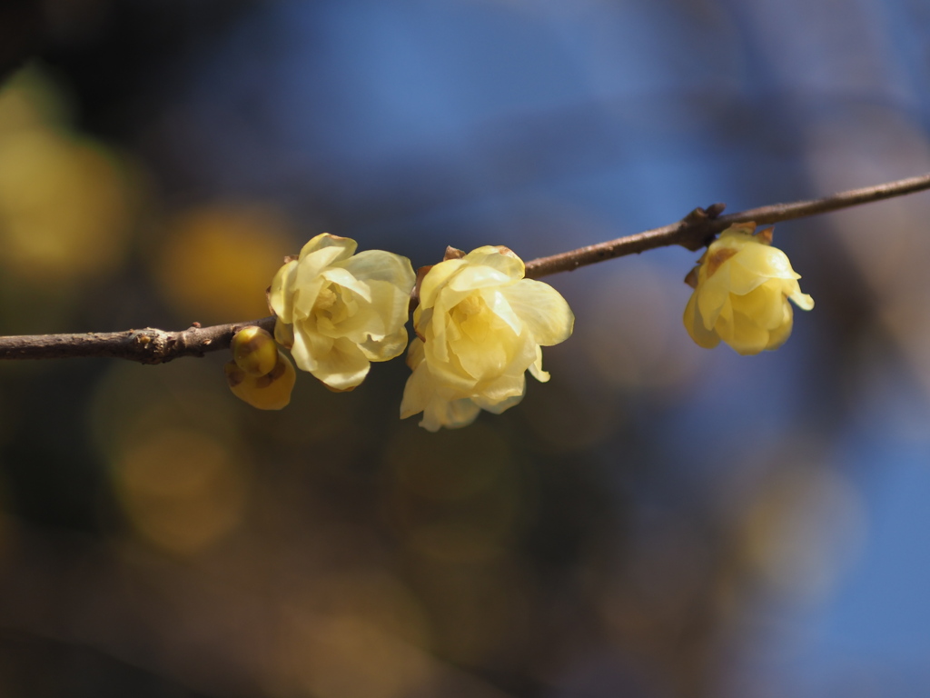 ソシンローバイ