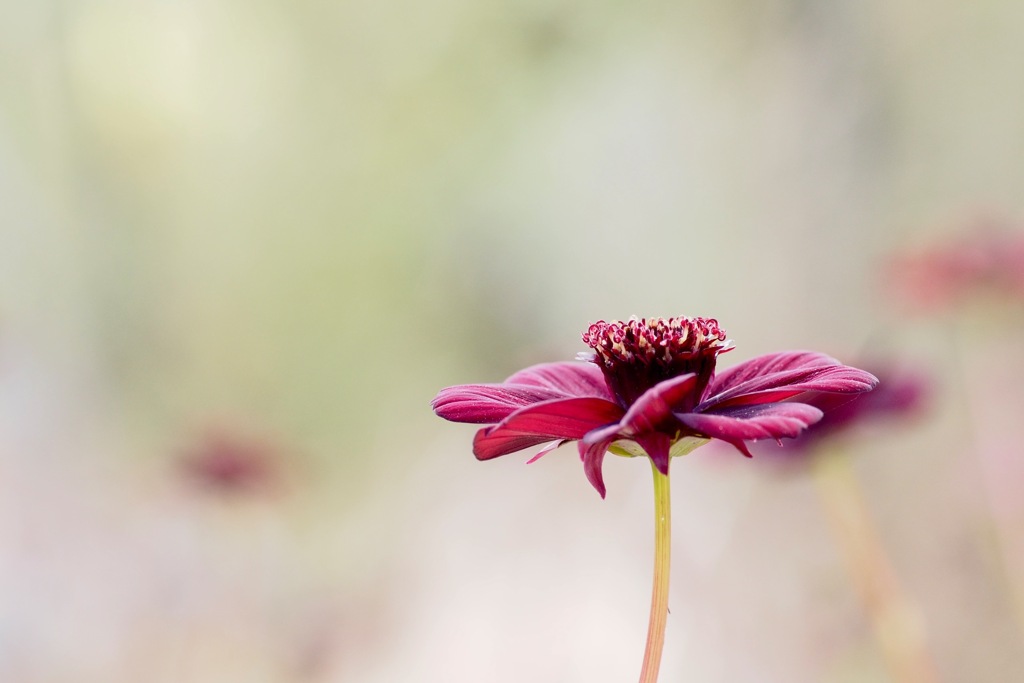 チョコレートコスモス