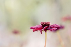 チョコレートコスモス