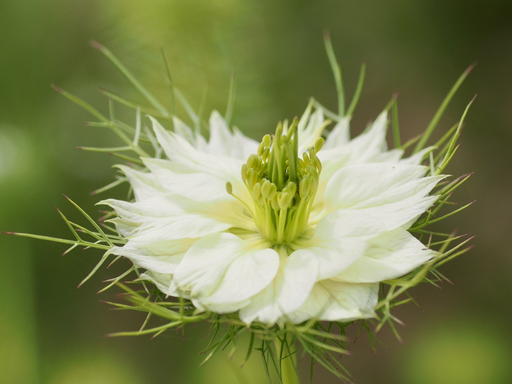 クロタネソウ　白花