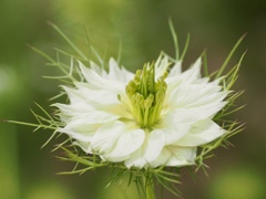 クロタネソウ　白花