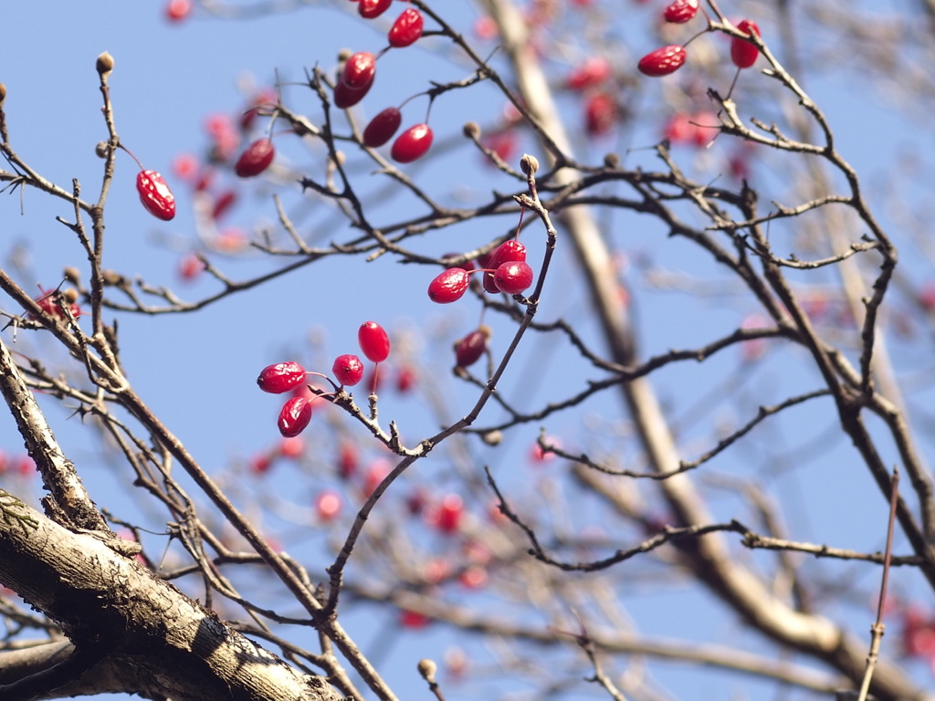 サンシュユの実　