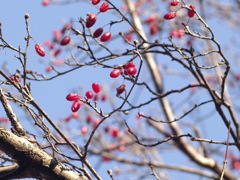 サンシュユの実　