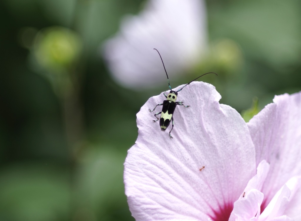 ラミーカミキリムシとムクゲ